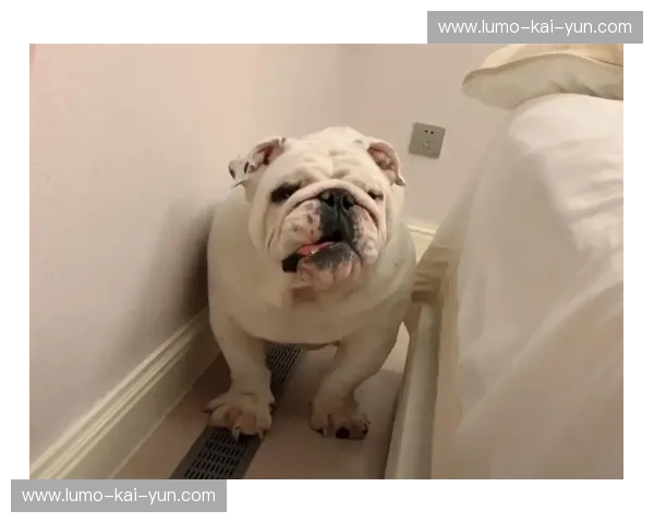 【英斗VS：反差魅力的巅峰对决】它究竟是憨态可掬的居家萌友，还是霸气外露的街头坦克？